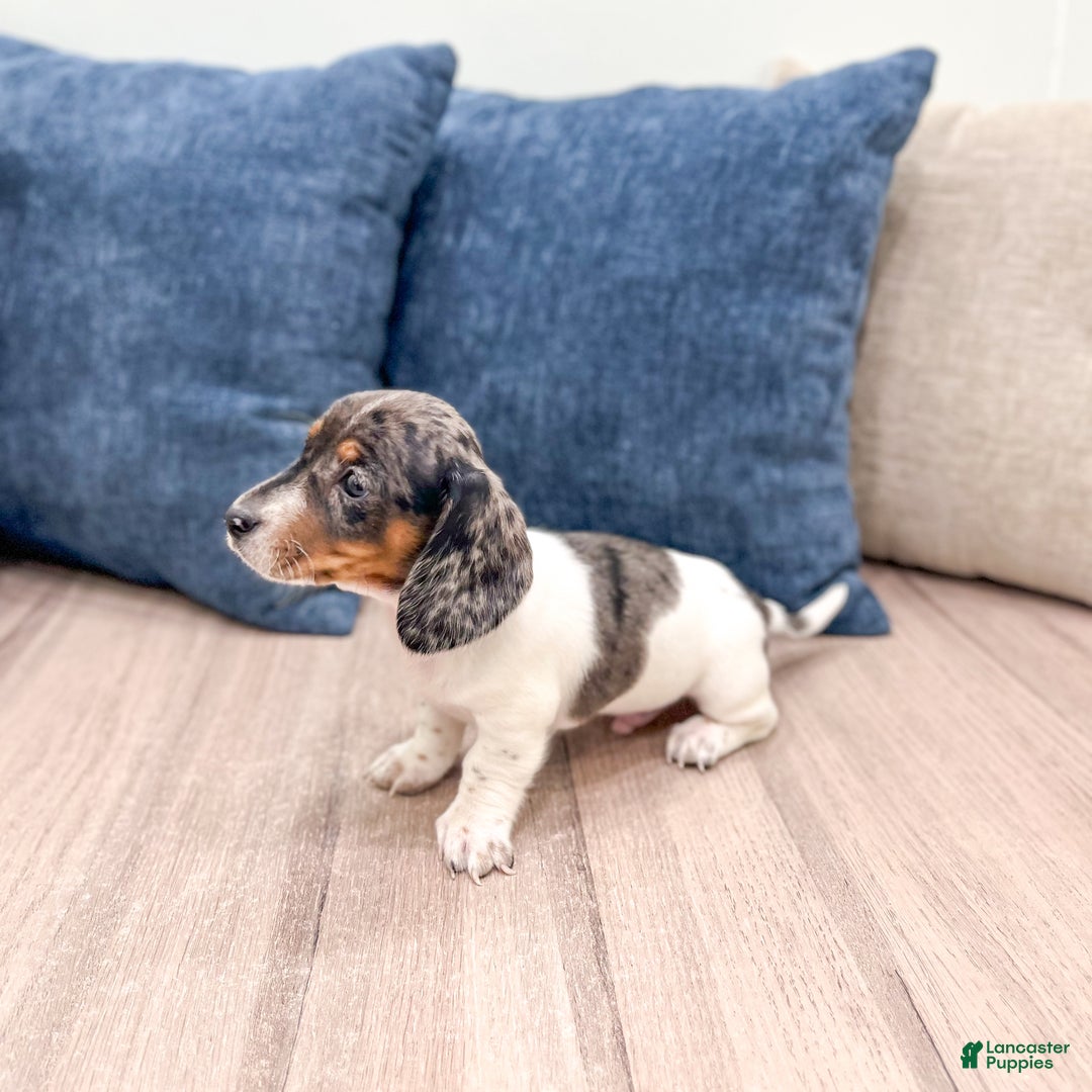 Miniature Dachshund dogs for sale: Baxter - Ad 7