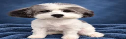 Miniature Poodle dogs for sale: Spots - Ad 2