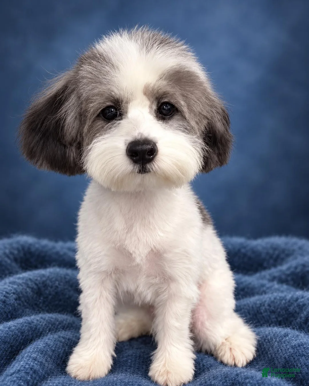 Miniature Poodle dogs for sale: Spots - Ad 2