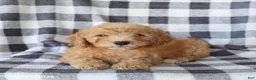Miniature Poodle dogs for sale: Rascal - Ad 2