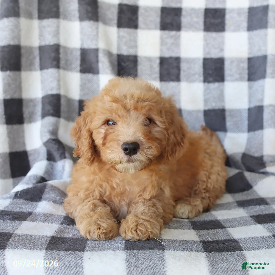 Miniature Poodle dogs for sale: Rascal - Ad 2