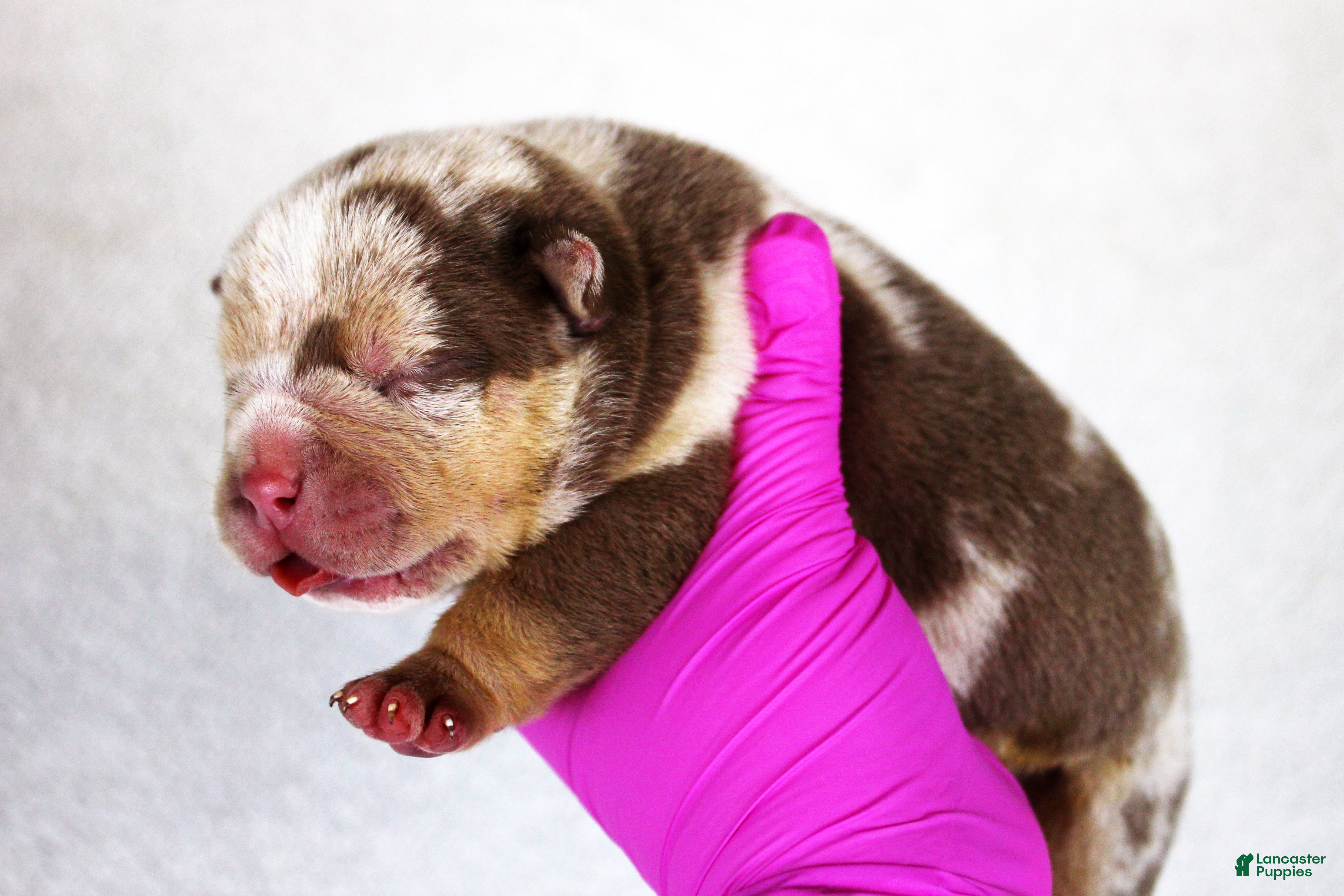 American Bully dogs Chocolate Tri Merle Male - Ad 2