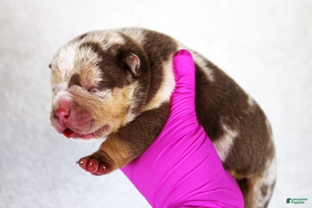 American Bully dogs for sale: Chocolate Tri Merle Male - Ad 2