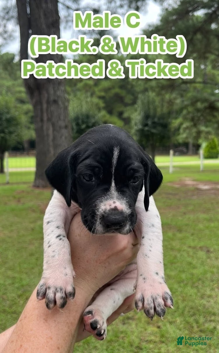 German Shorthaired Pointer dogs German Shorthaired Pointer (MALE C) - Ad 1