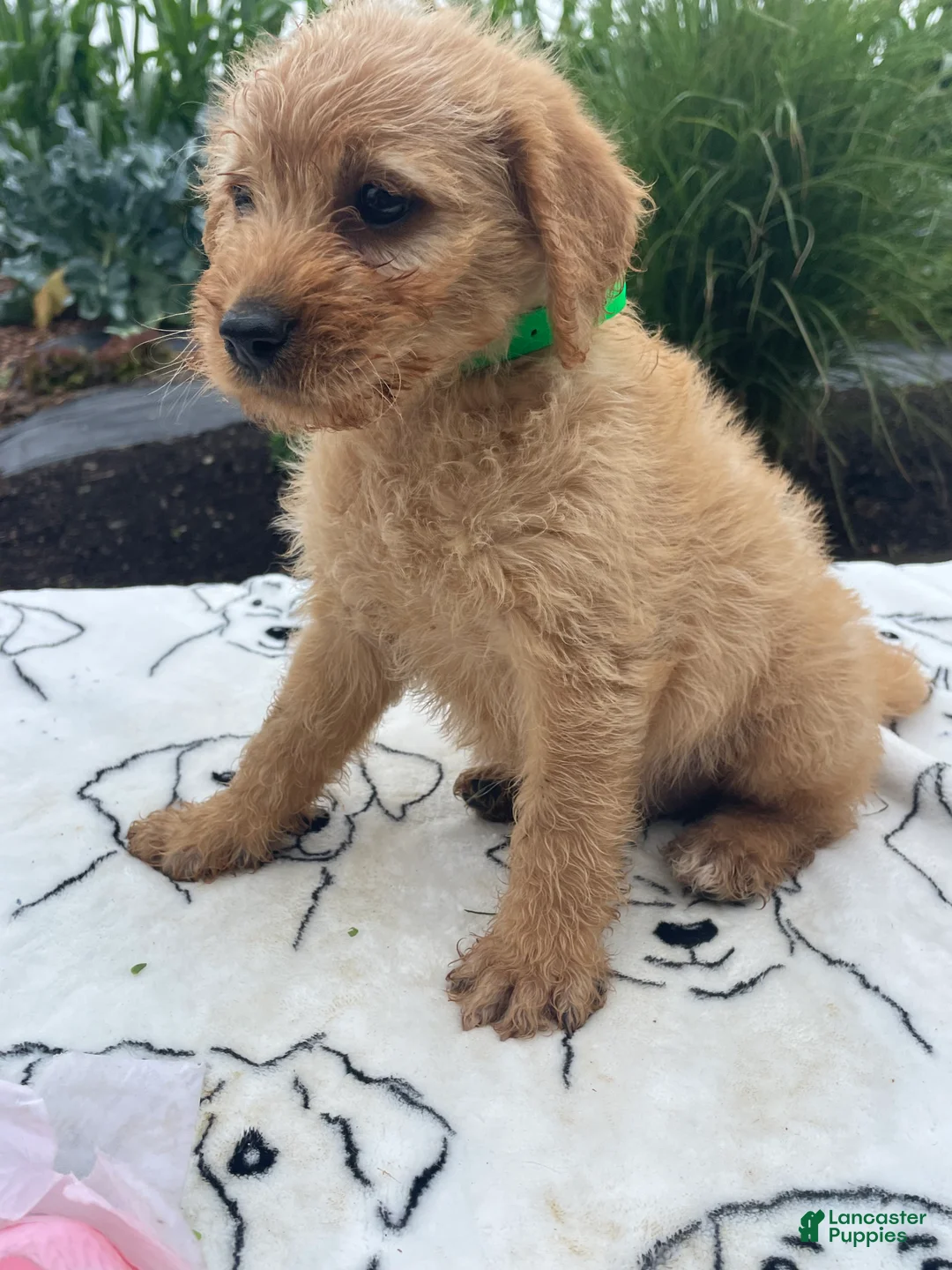 Labradoodle dogs for sale: Edgar - Ad 2