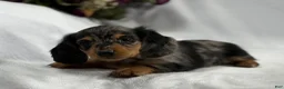Miniature Dachshund dogs for sale: Asher - Ad 9