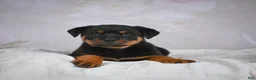 Rottweiler dogs for sale: Turbo - Ad 11