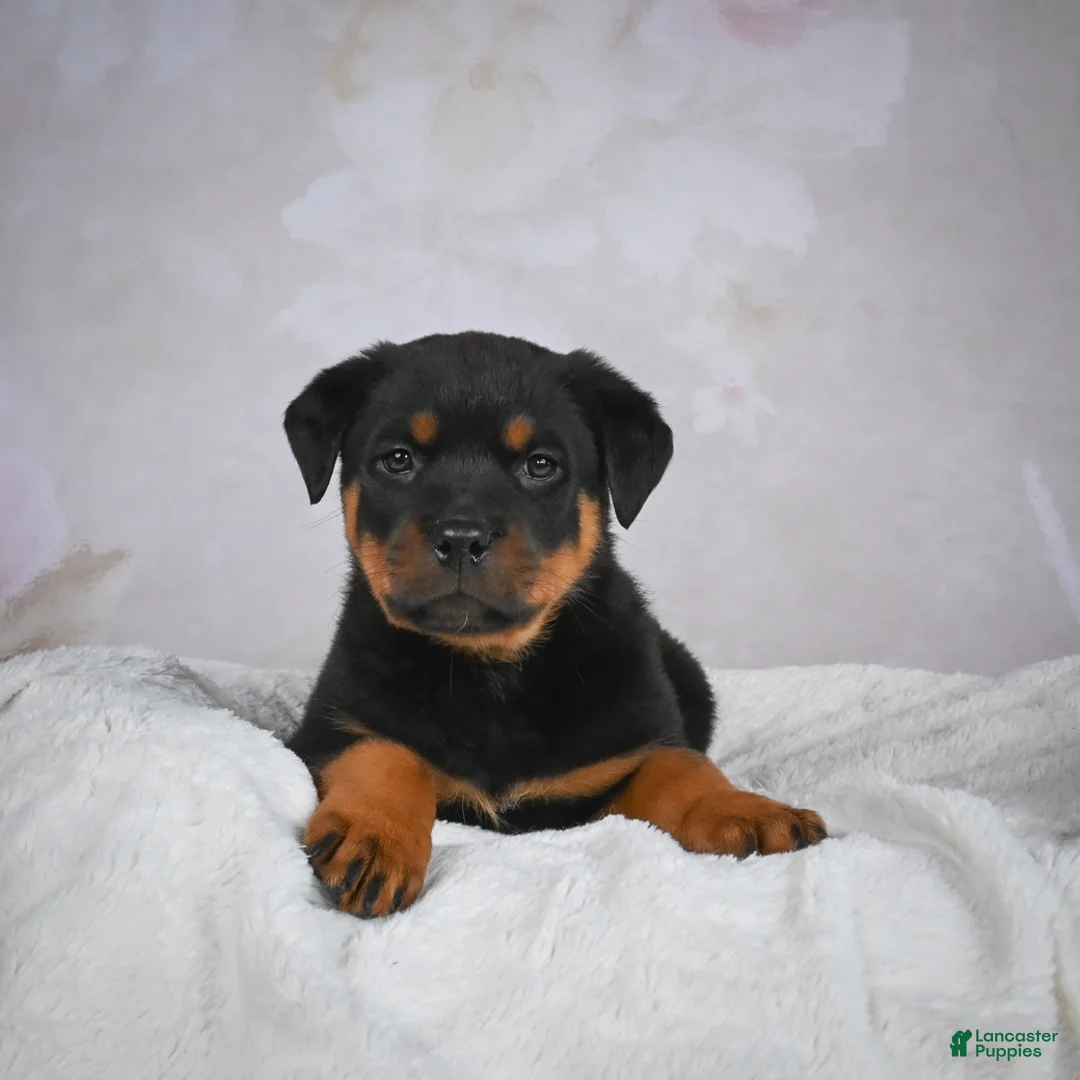 Rottweiler dogs for sale: Turbo - Ad 11