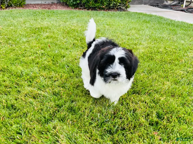 Mixed Breed dogs for sale: 🐶Teddy Bear Yellow 💛 - Ad 2