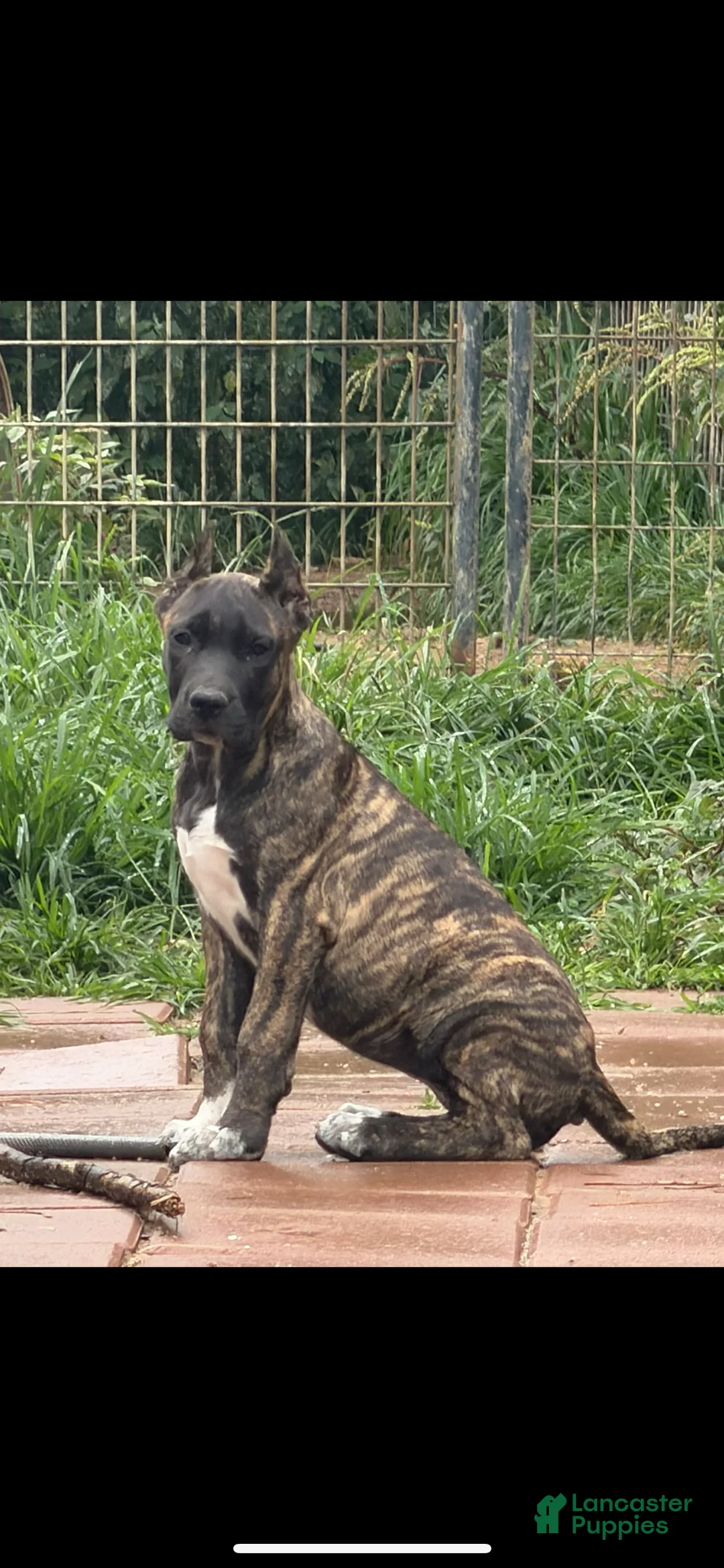 Presa Canario dogs for sale:  1 - Ad 3