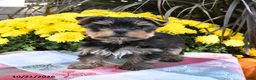 Yorkshire Terrier dogs for sale: Toby - Ad 3