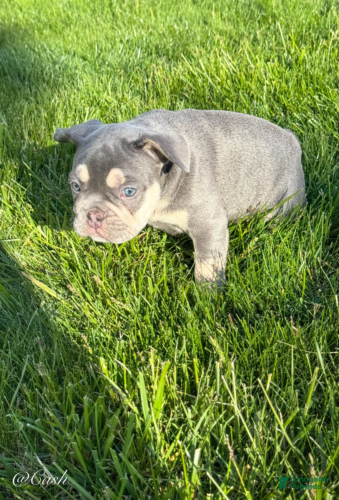 French Bulldog dogs for sale: Cash - Ad 2