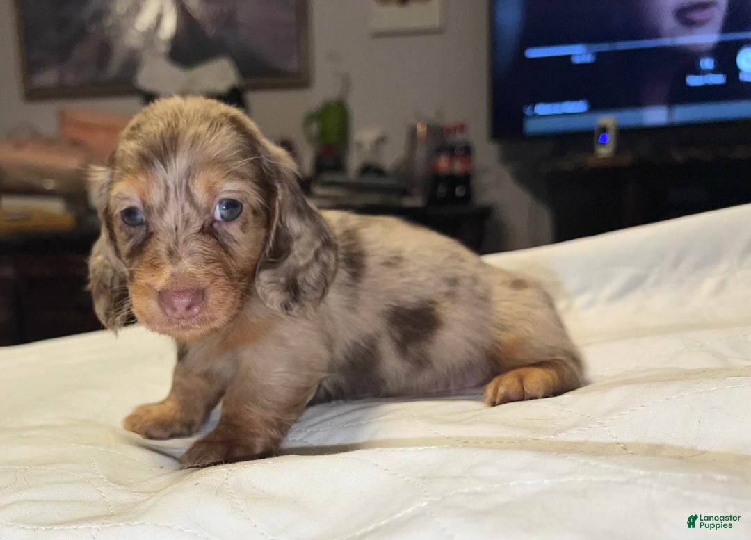 Miniature Dachshund dogs for sale: Miniature Dachshund Puppy 1 - Ad 11