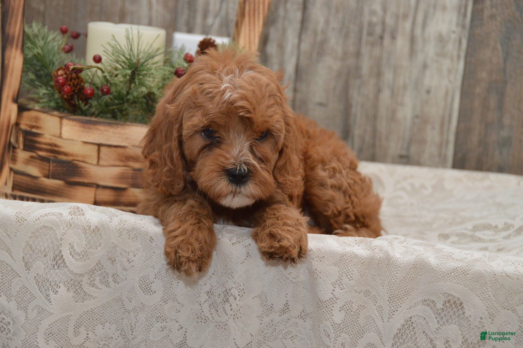 Cavapoo dogs for sale: Kira - Ad 4