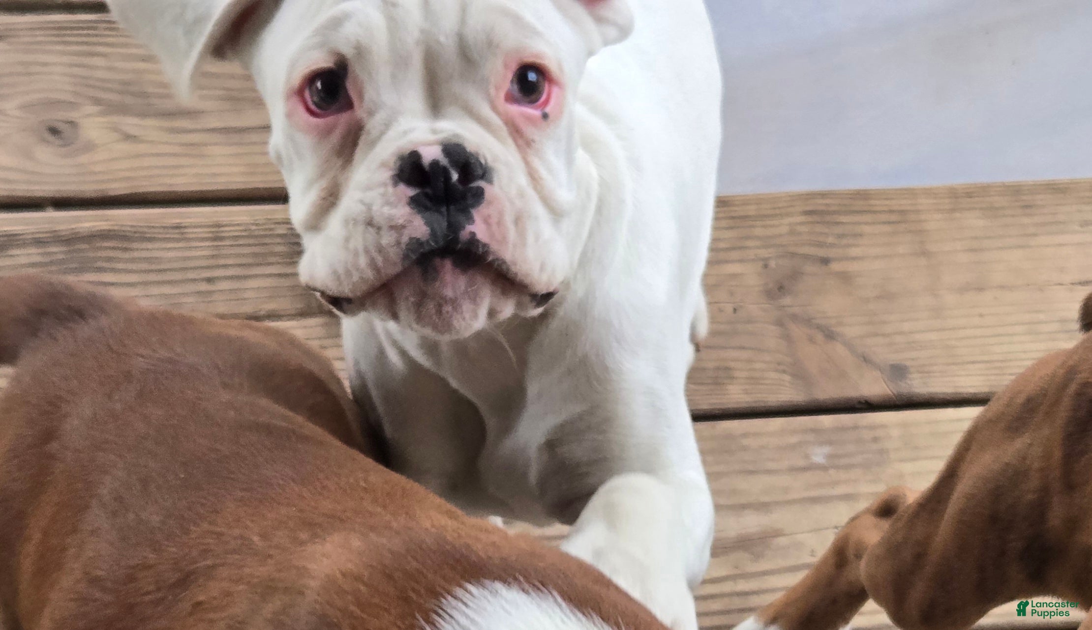 Boxer dogs Pete - Ad 1