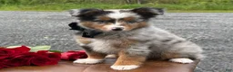 Toy Australian Shepherd dogs for sale: Tommy - Ad 10
