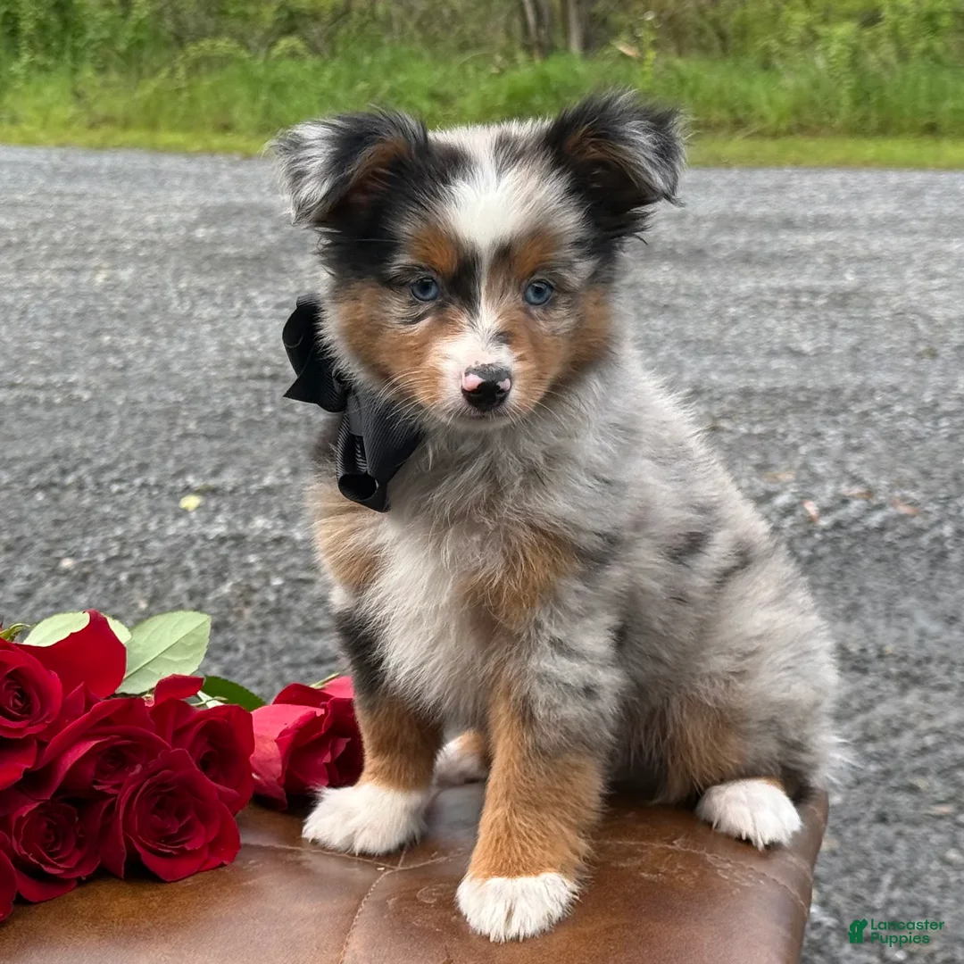 Toy Australian Shepherd dogs for sale: Tommy - Ad 10
