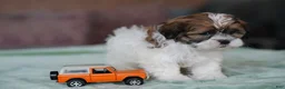 Shih Tzu dogs for sale: Male - Stetson - Ad 3