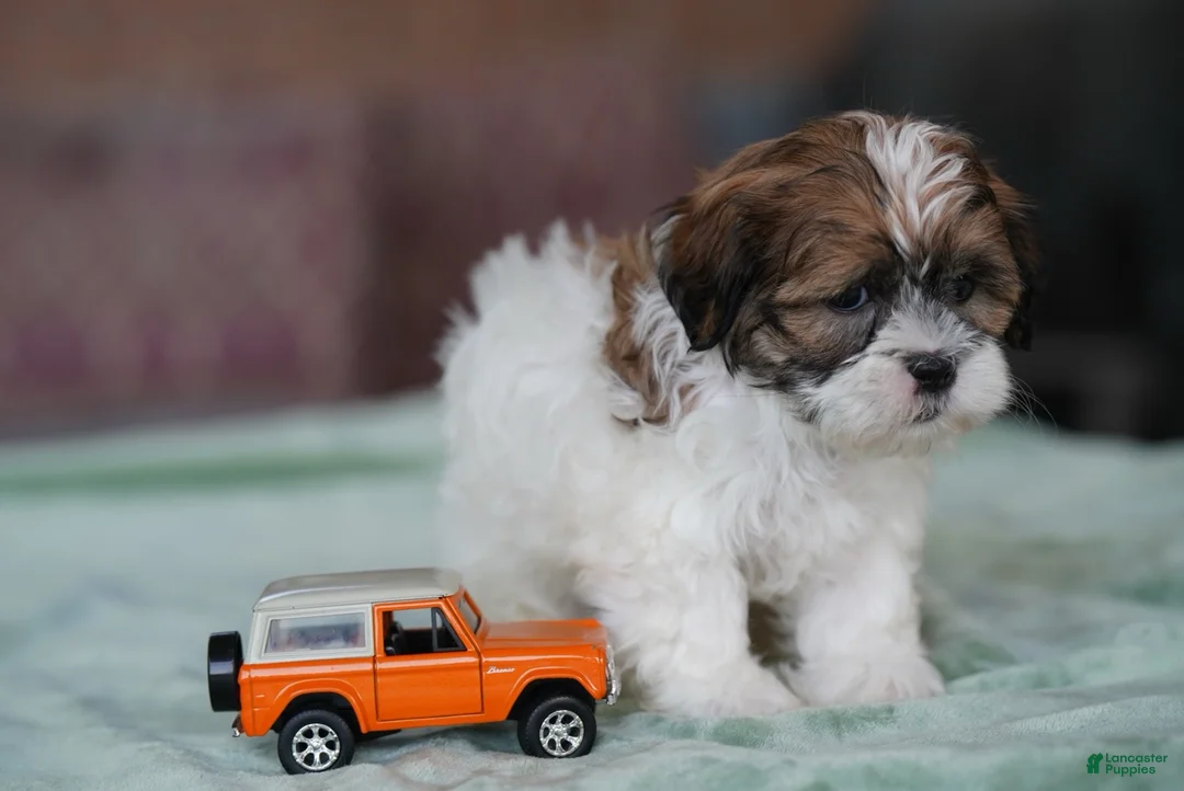 Shih Tzu dogs for sale: Male - Stetson - Ad 3