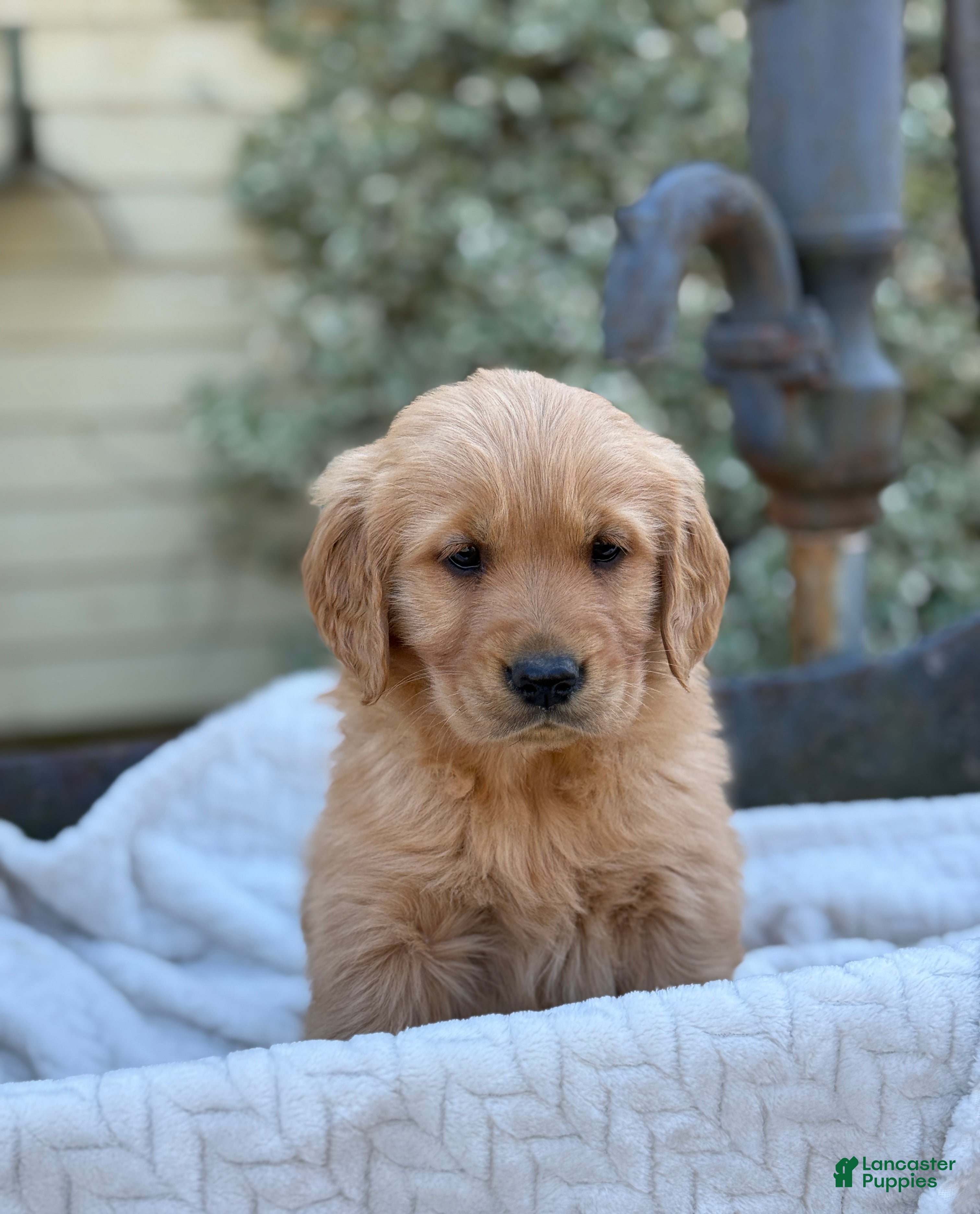 Golden Retriever dogs Muffin - Ad 1