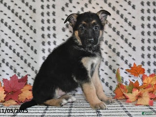 German Shepherd dogs - Ad 34