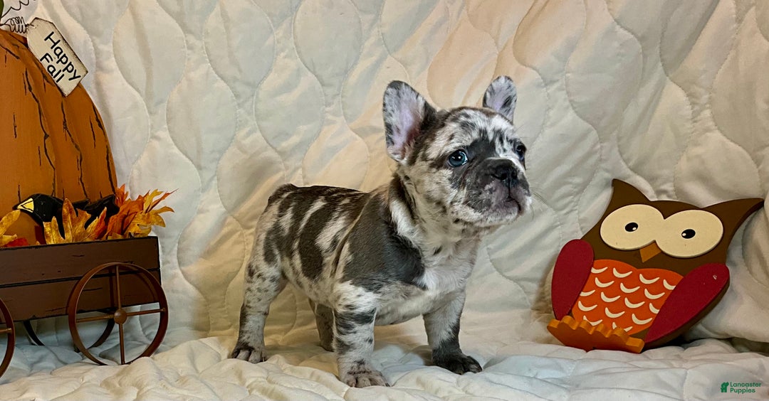 French Bulldog dogs for sale: Tracker - Ad 9
