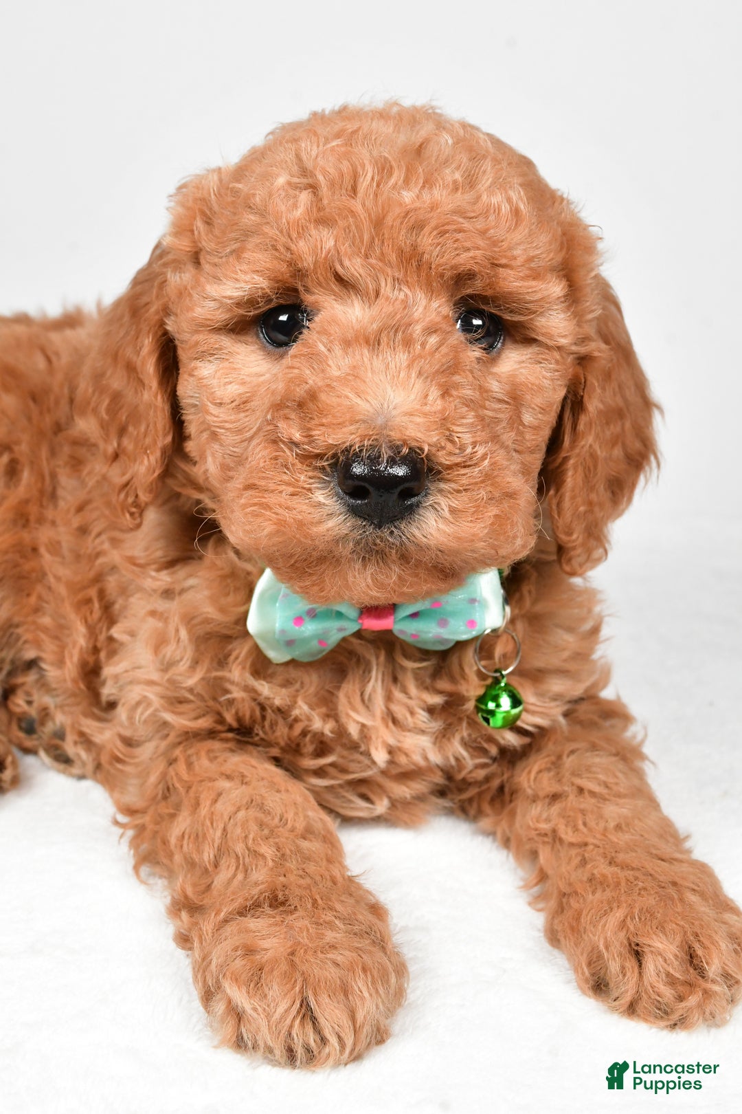 Mini Goldendoodle dogs for sale: Rusty f one b - Ad 3