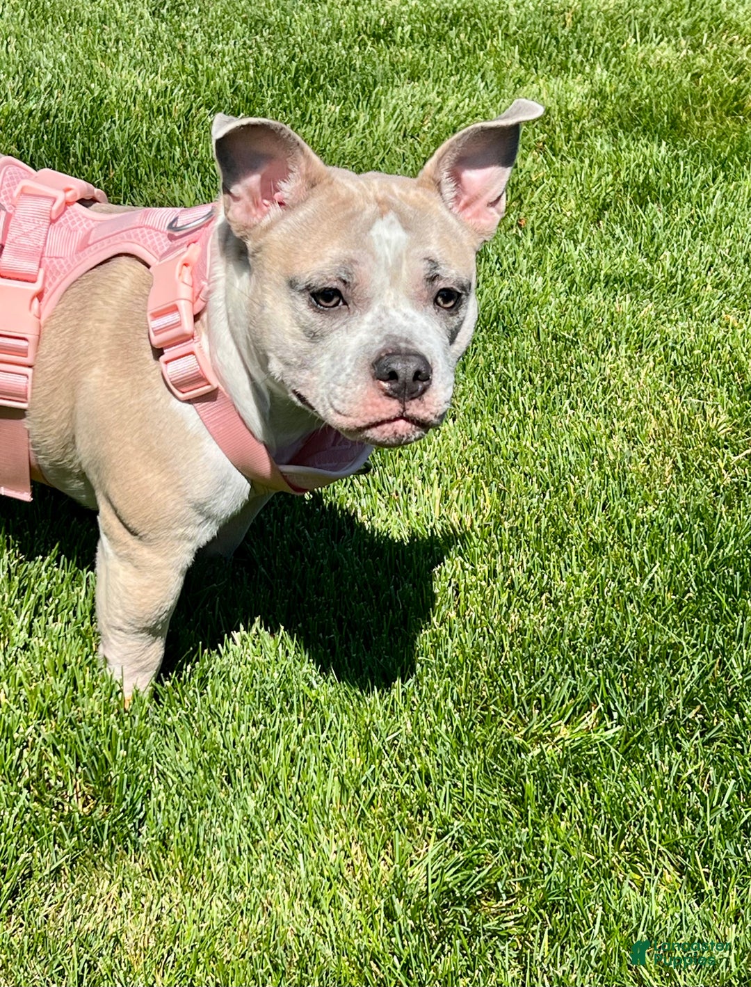 Gallery Image {{count}}