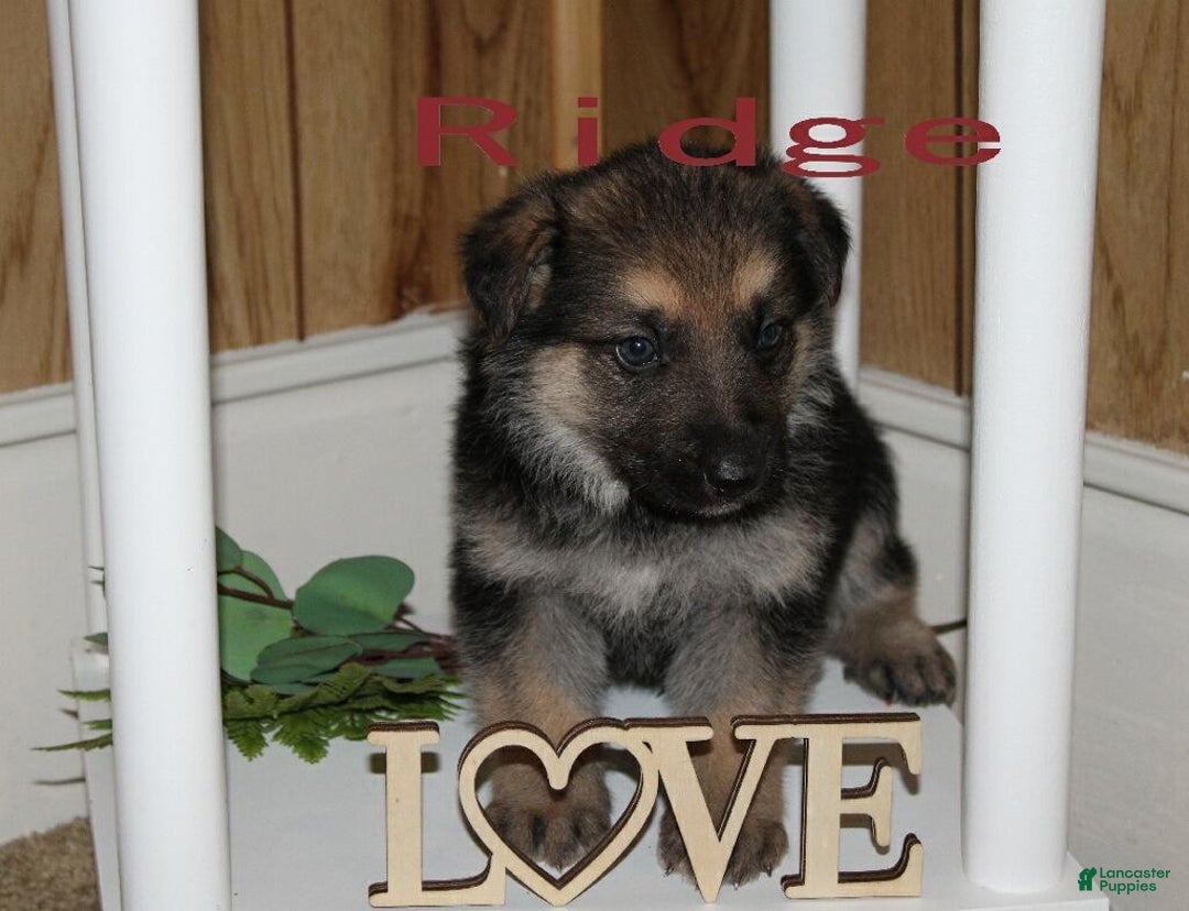 German Shepherd dogs for sale: German Shepherd Puppy 1 Ridge - Ad 2