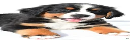 Bernese Mountain Dog dogs for sale: Peggy - Ad 4