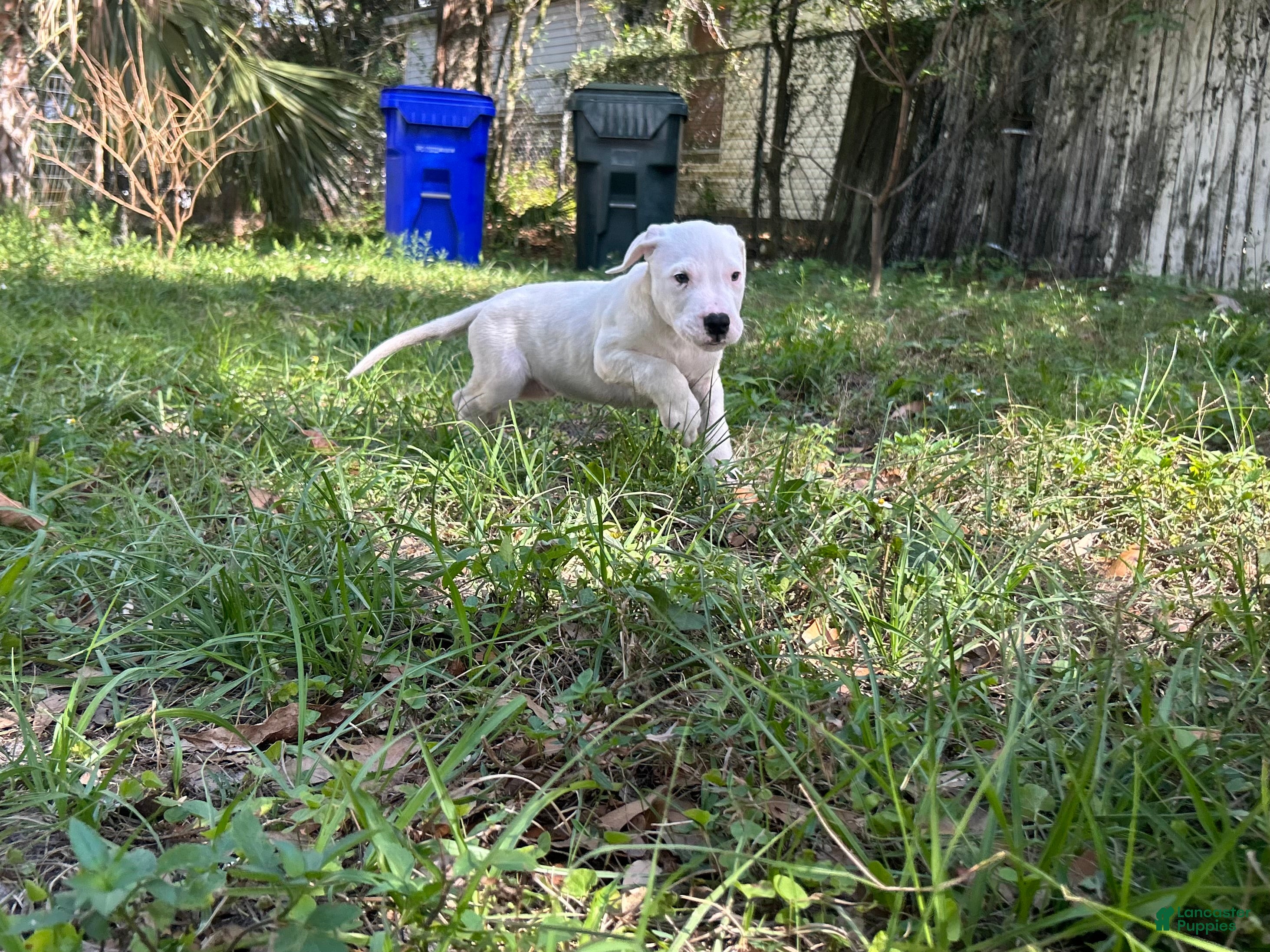 Dogo Argentino dogs Dogo Argentino Rex - Ad 4