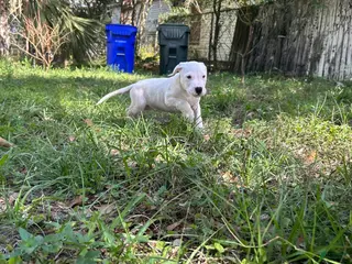 Dogo Argentino dogs Dogo Argentino Rex - Ad 4