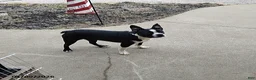 Boston Terrier dogs for sale: Roselyn - Ad 4