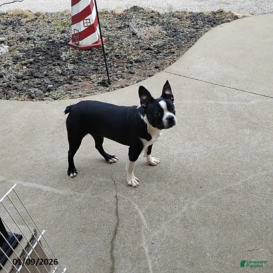Boston Terrier dogs for sale: Roselyn - Ad 4