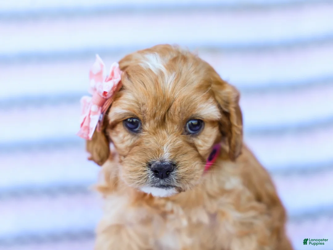 Cavapoo dogs for sale: Barbie - Ad 3