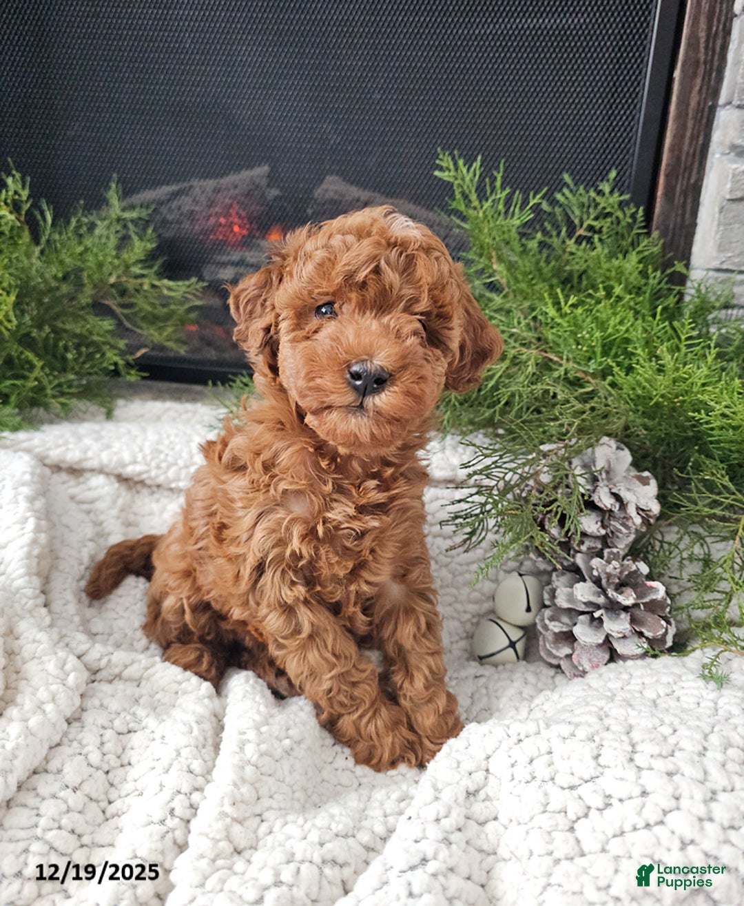Mini Goldendoodle dogs for sale: Bella - Ad 3