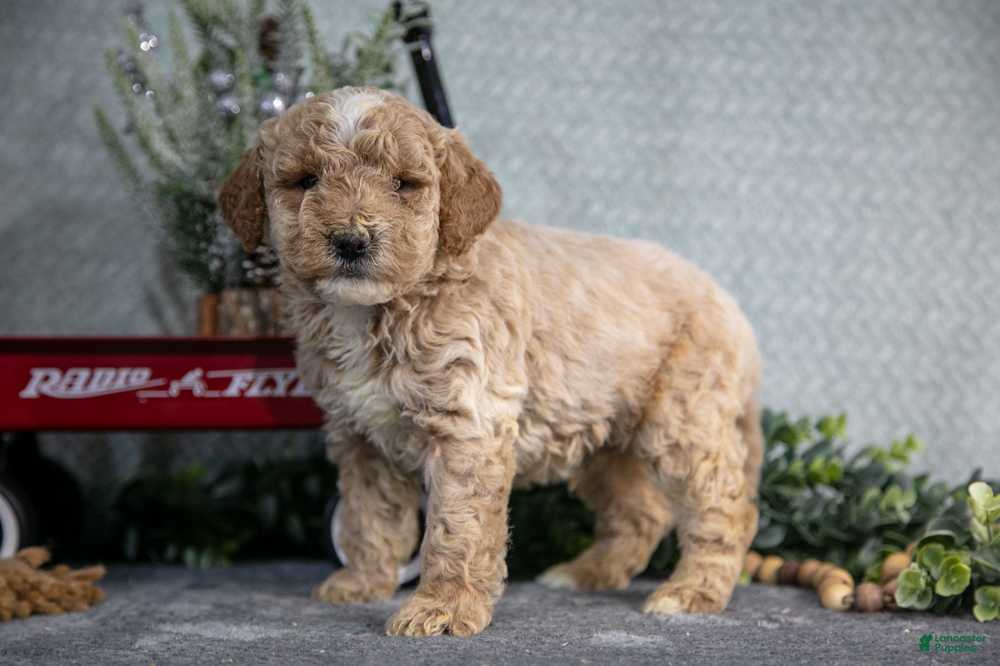Miniature Poodle dogs Sawyer - Ad 29