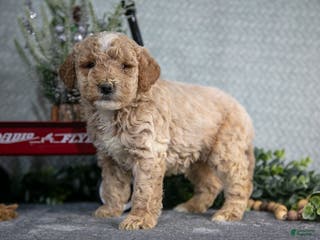 Miniature Poodle dogs Sawyer - Ad 29