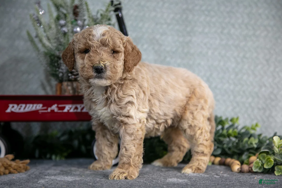 Miniature Poodle dogs for sale: Sawyer - Ad 1