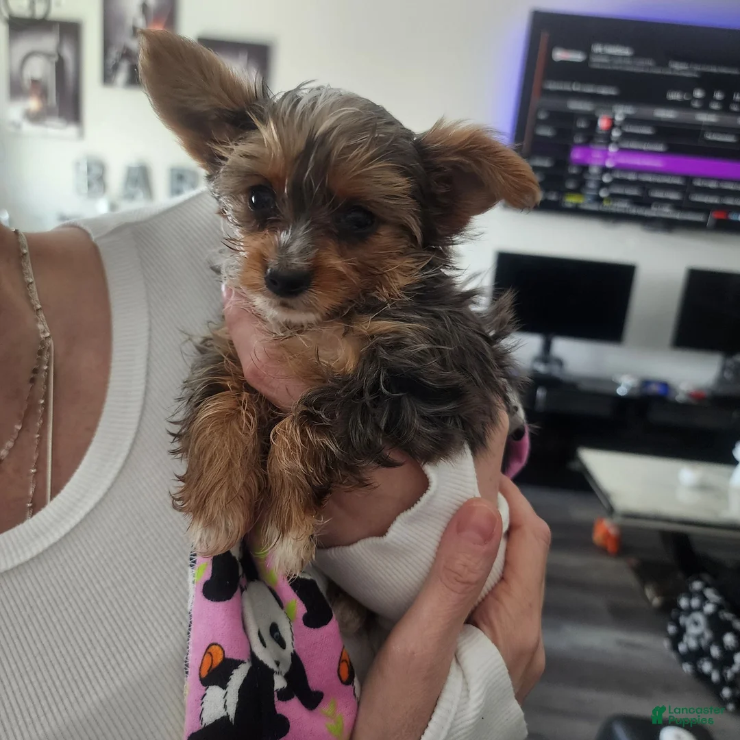 Yorkshire Terrier dogs for sale: Muscles - Ad 4