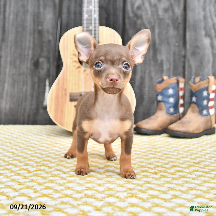 Chihuahua dogs Jinx - Ad 1
