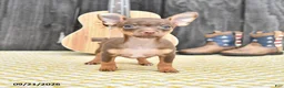 Chihuahua dogs for sale: Jinx - Ad 1