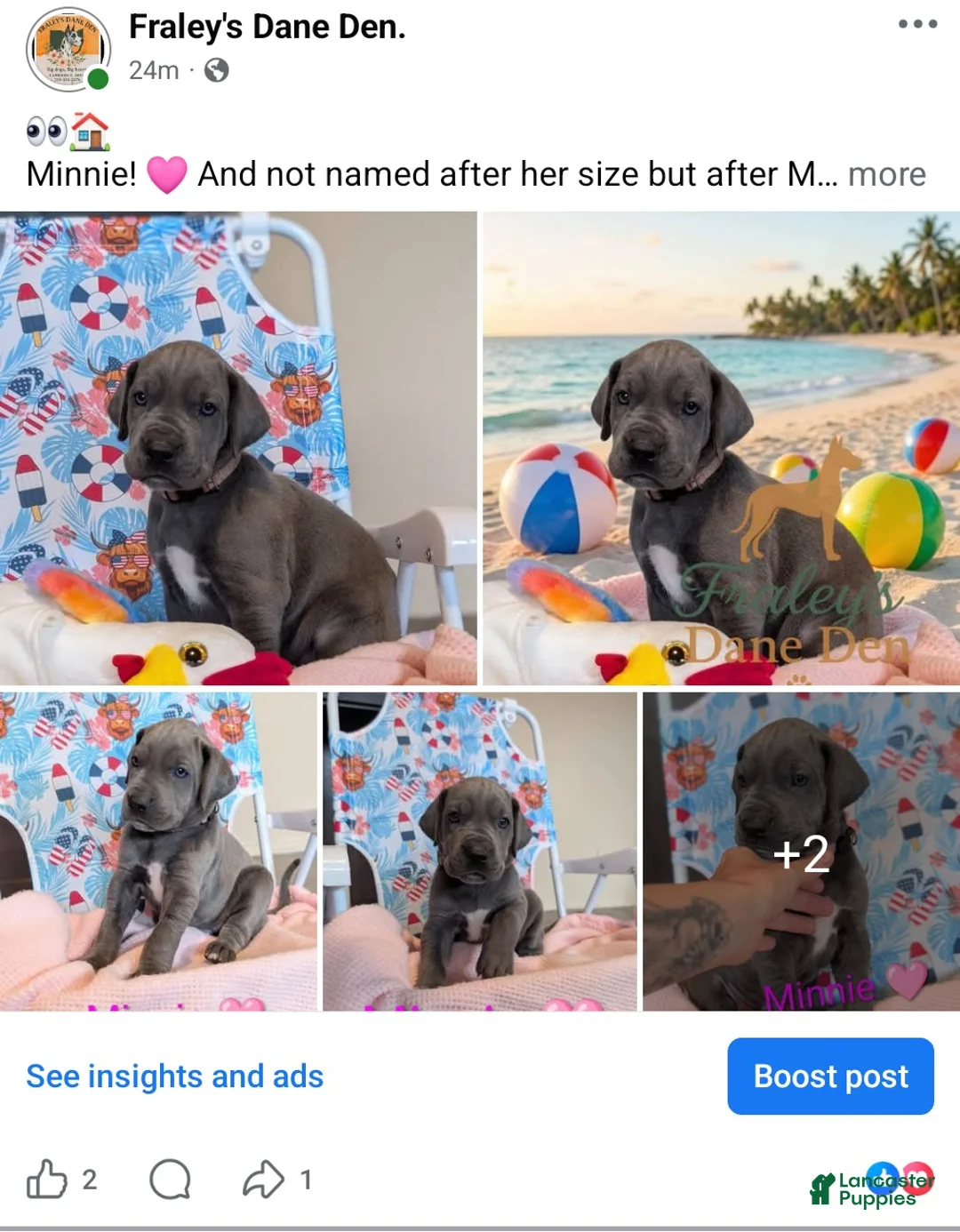 Great Dane dogs for sale: Great Dane Puppy 5 - Ad 1