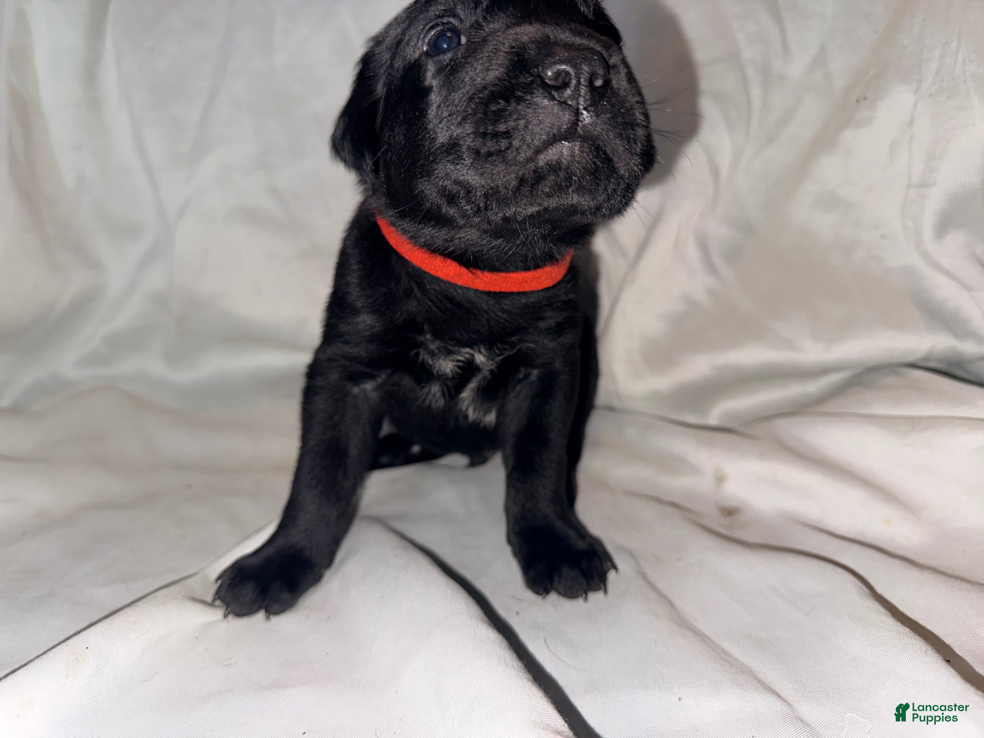 Cane Corso dogs Cain AKC red collar - Ad 13