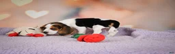 Beagle dogs for sale: OPAL - Ad 11