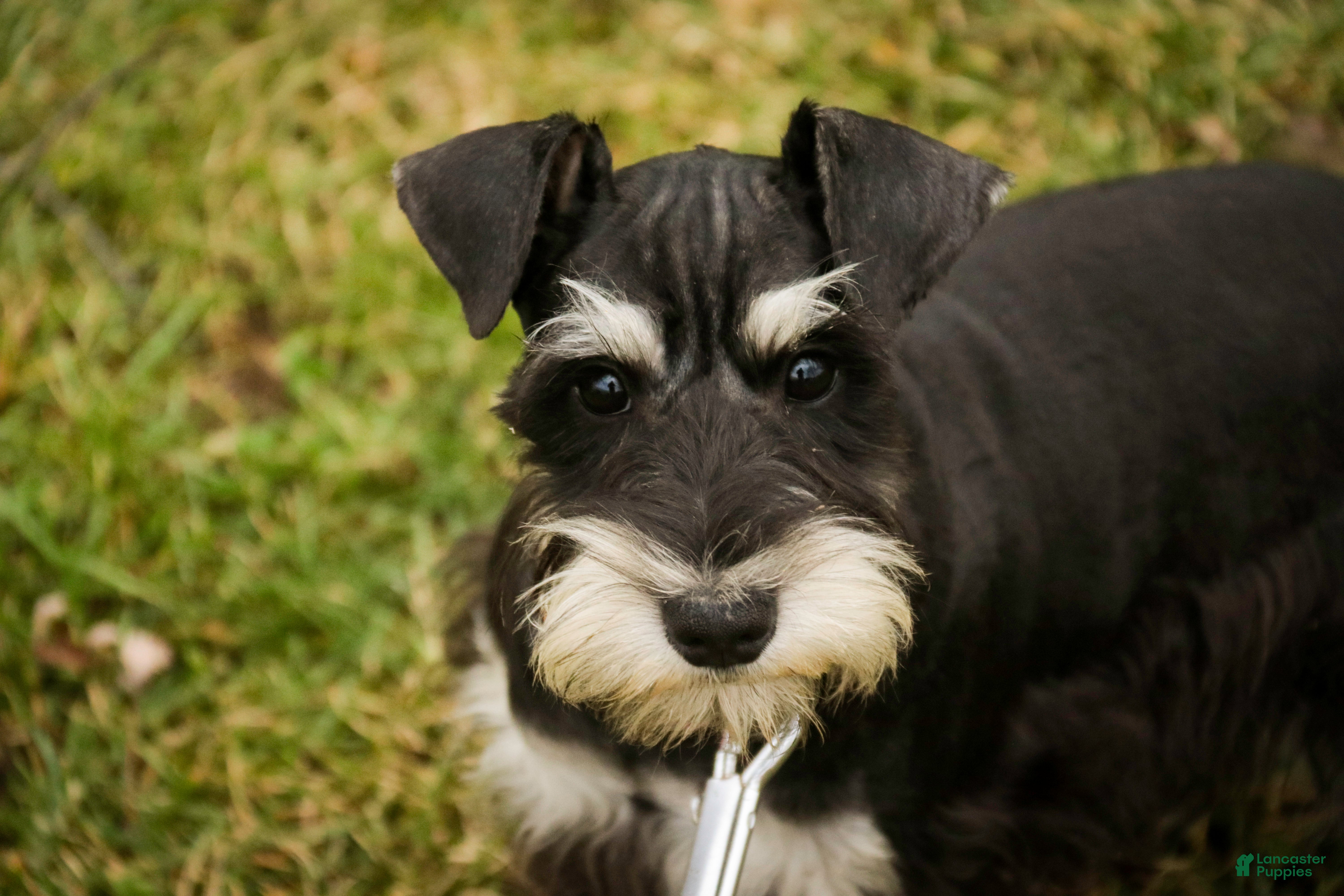 Miniature Schnauzer dogs Marina - Ad 2