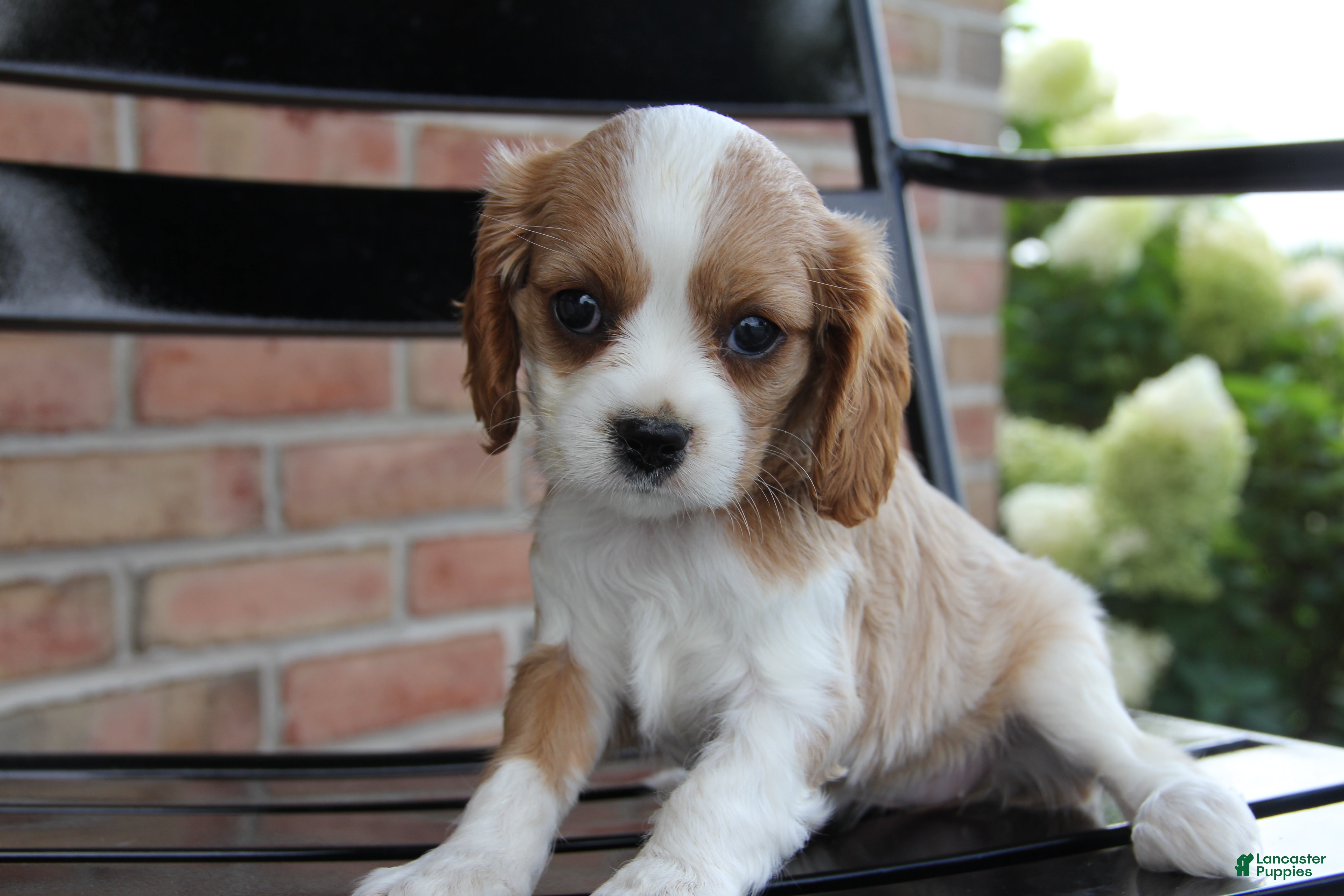 Cavalier King Charles Spaniel dogs for sale: Pumpkin - Ad 3