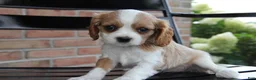 Cavalier King Charles Spaniel dogs for sale: Pumpkin - Ad 1