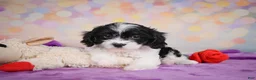 Cavapoo dogs for sale: Riley - Ad 7