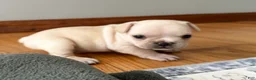 French Bulldog dogs for sale: French Bulldog Cooper - Ad 2